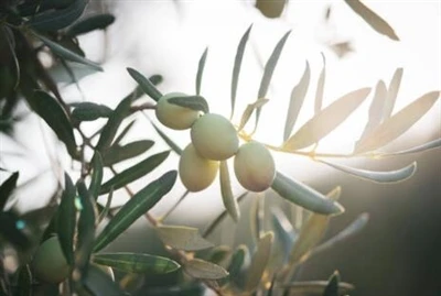 Hydroxytyrosol Powder: Nature's Secret Weapon Against Aging And Skin Damage